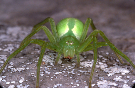 Grüne Huschspinne (Micrommata virescens (Clerck, 1757)) - © Christian Komposch